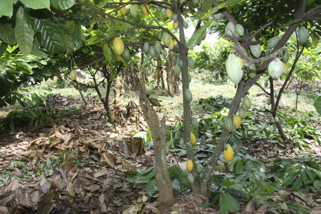 Cocao tree